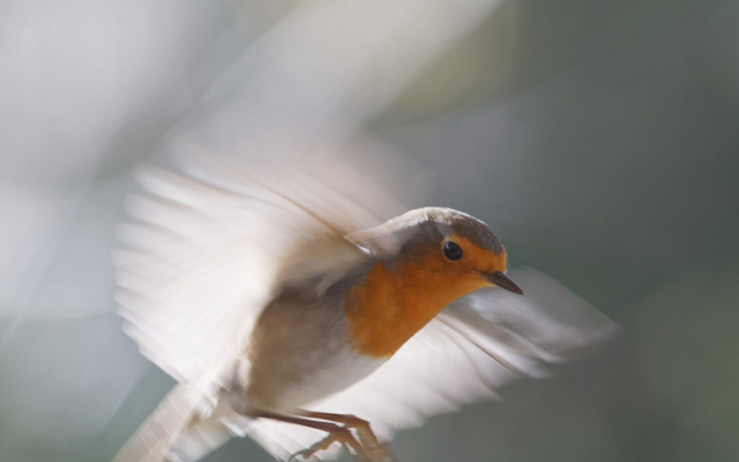 Où s’envole l’âme des passereaux ?
