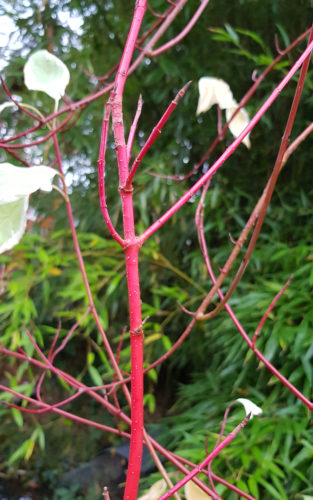 Branches rouges du cornouiller