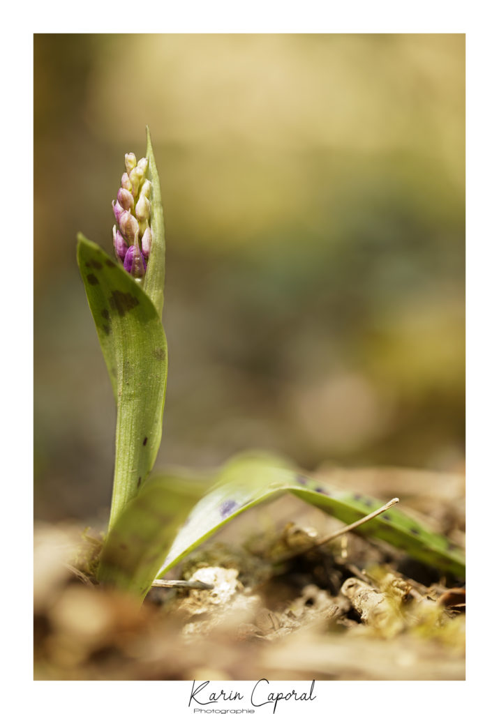 Orchidée Mâle