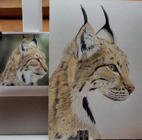 dessin  lynx
