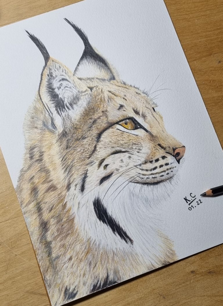 Lynx fini