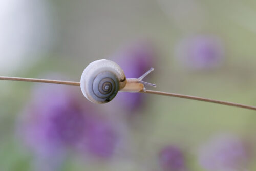 Escargot funambule