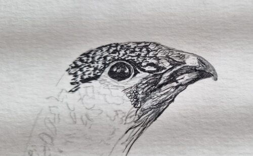 Dessin poule grand tétras 01