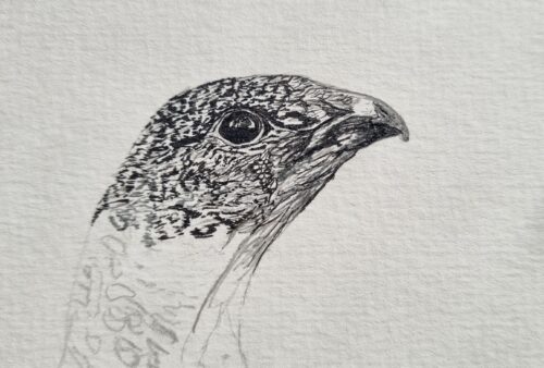 Dessin poule grand tétras 02