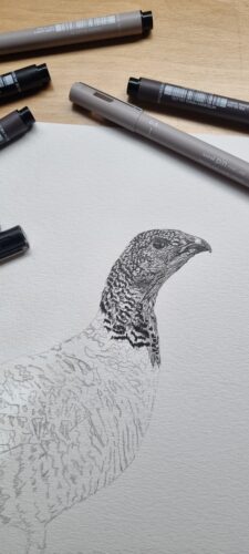 Dessin poule grand tétras 03