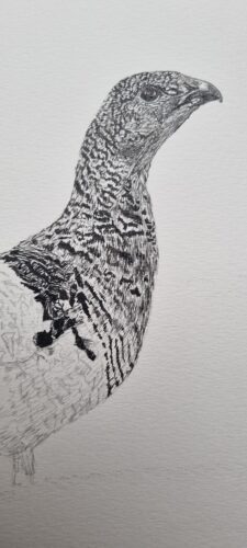 Dessin poule grand tétras 04