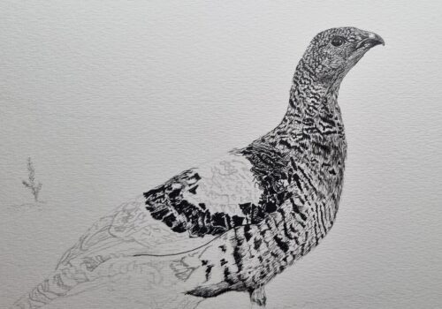 Dessin poule grand tétras 05