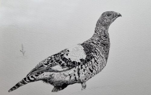 Dessin poule grand tétras 06