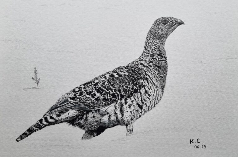 Dessin poule grand tétras fini