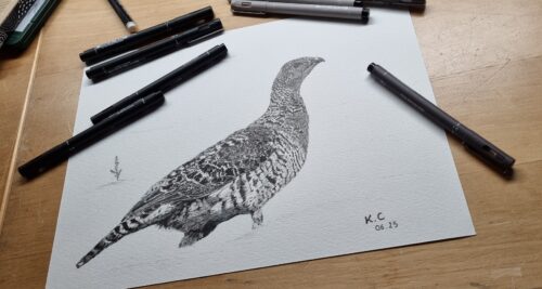 Dessin poule grand tétras fini