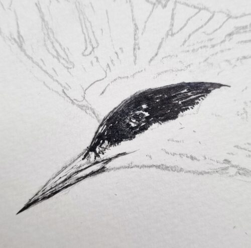 dessin :  La Sterne 01