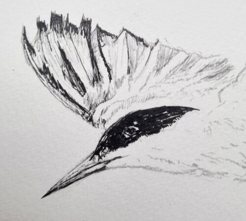 dessin : La Sterne 02