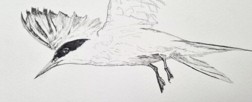 dessin : La Sterne 03