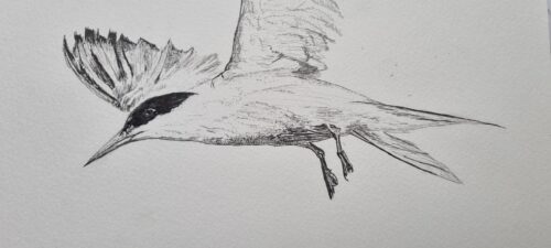 dessin : La Sterne 04