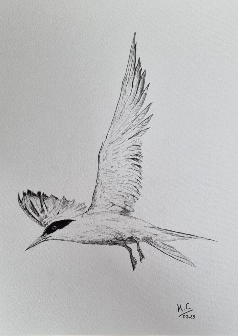 dessin : La Sterne fini