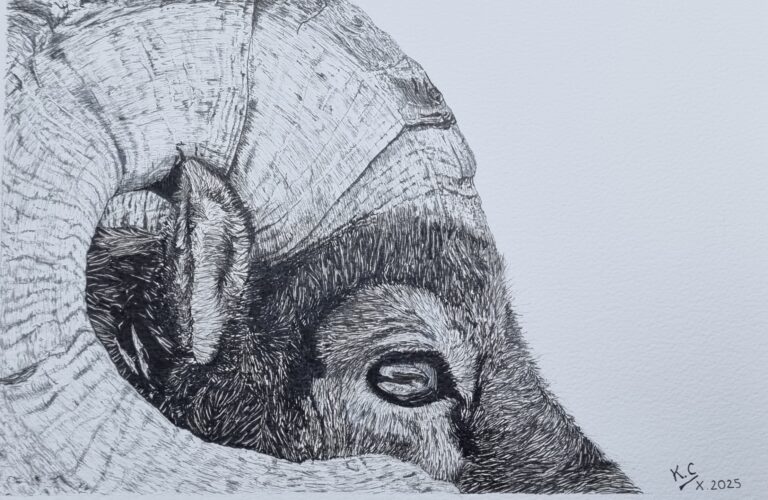 Dessin Bighorn fini