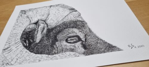 Dessin Bighorn